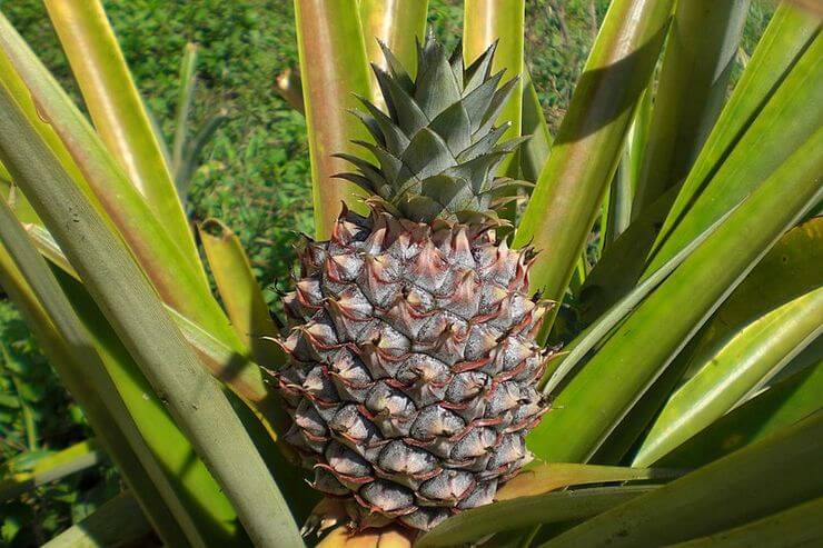 Ananas 10 Faits Etonnants