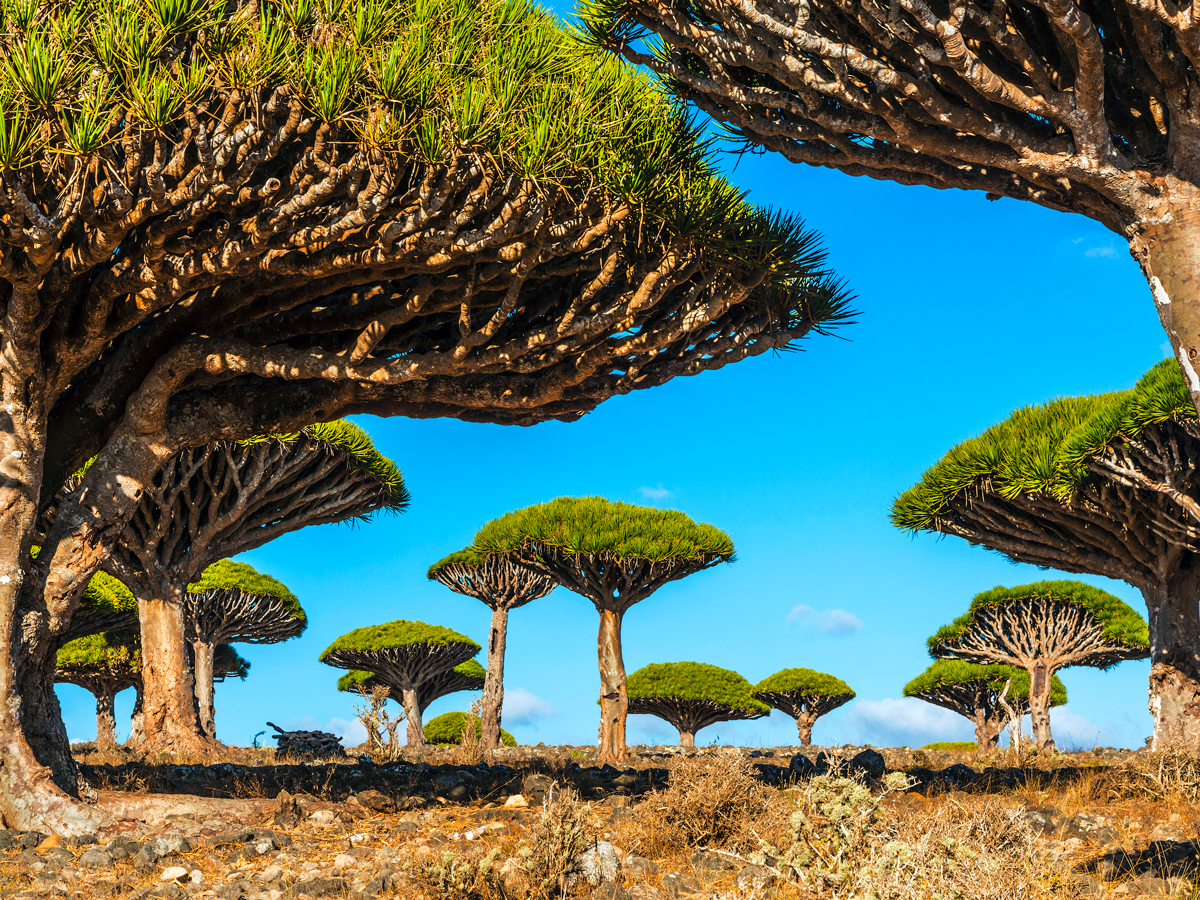 Ce sont les forêts les plus inhabituelles du monde