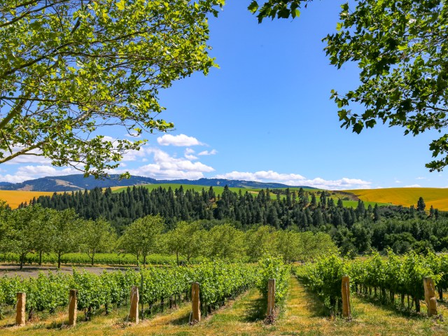 Vignoble sur les collines de la vallée de Walla Walla, Washington